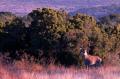 Texas Wht-tail Buck